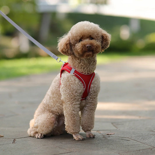 Dog Harness and Leash Set for Small Dogs