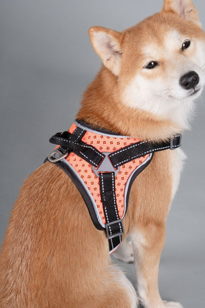 Dog Helios 'Scorpion' High-Performance Free-Range Harness